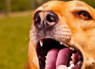 Should I Let My Dog Bark? should i let my dog bark 2