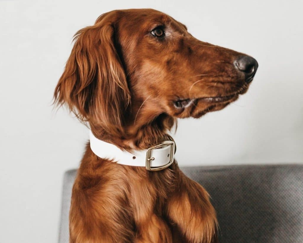 Should I Take My Dogs Bark Collar Off At Night?