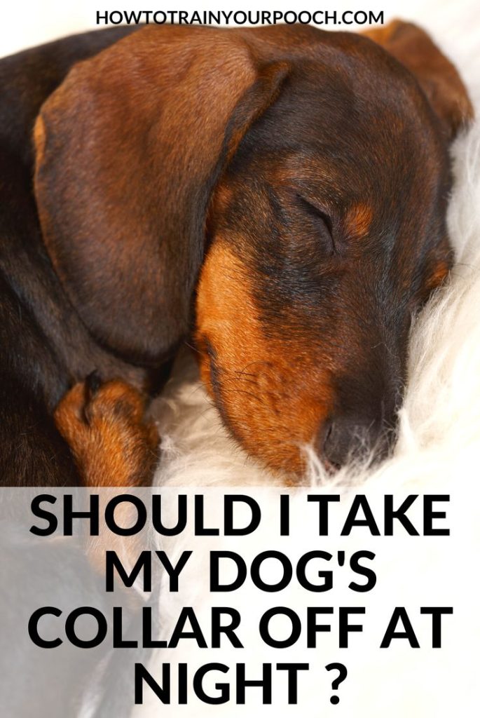 Should I Take My Dogs Bark Collar Off At Night?