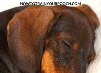 Should I Take My Dogs Bark Collar Off At Night? should i take my dogs bark collar off at night 3