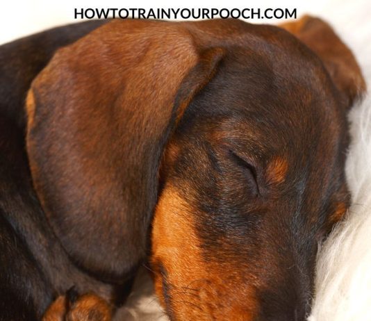 Should I Take My Dogs Bark Collar Off At Night? should i take my dogs bark collar off at night 3