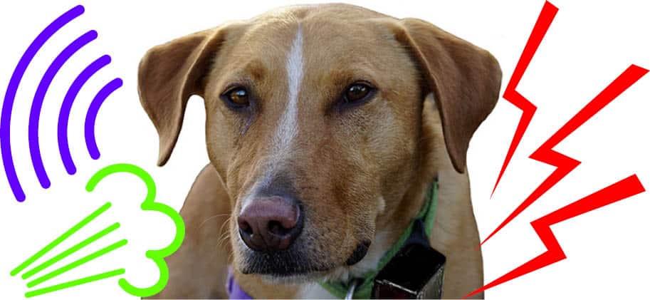 Should You Use Anti Bark Collar On Dog?