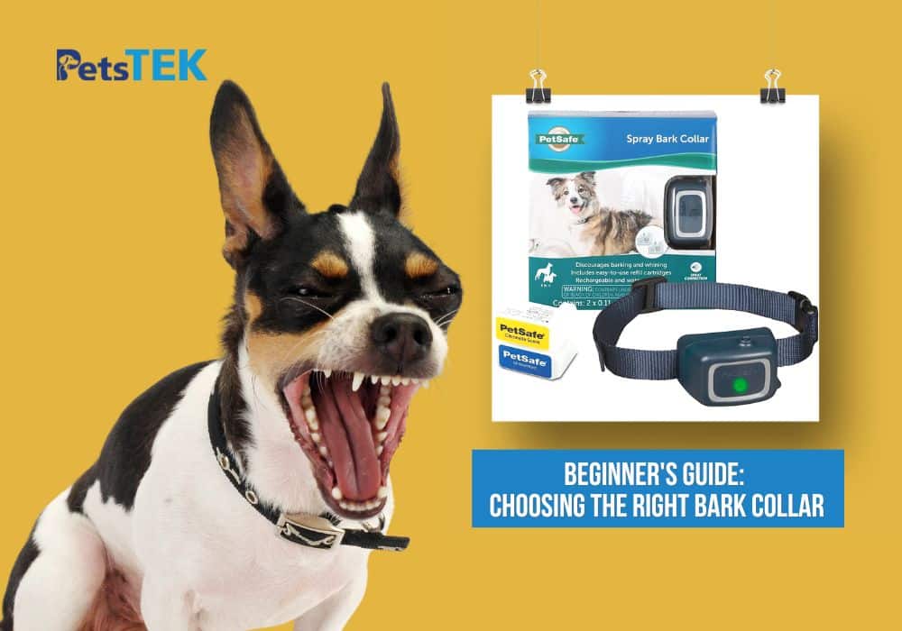 Should You Use Anti Bark Collar On Dog?
