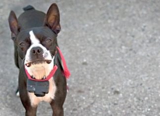 What Can I Use Instead Of A Bark Collar? what can i use instead of a bark collar 5