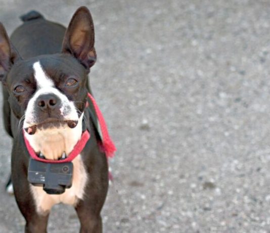 What Can I Use Instead Of A Bark Collar? what can i use instead of a bark collar 5