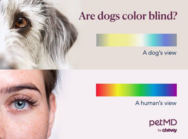 what colors can dogs see 1