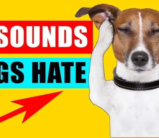 What Sounds Do Dogs Hate To Stop Them From Barking? what sounds do dogs hate to stop them from barking 4
