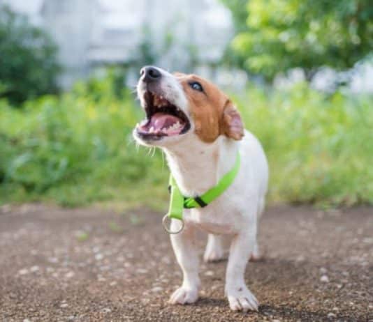 What Triggers Dog Barking? what triggers dog barking 4