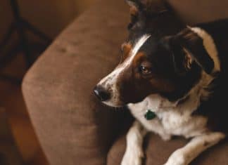 Why Do Dogs Bark When Nobody Is Home? why do dogs bark when nobody is home 4