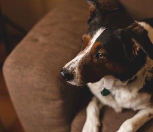 Why Do Dogs Bark When Nobody Is Home? why do dogs bark when nobody is home 4