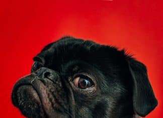 Why Does My Dog Keep Barking At Nothing? why does my dog keep barking at nothing 3