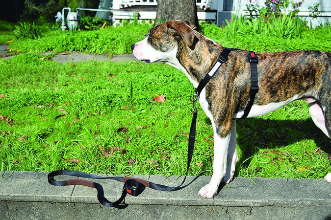 Why Use A Front Clip Dog Harness? Why Use A Front Clip Dog Harness?