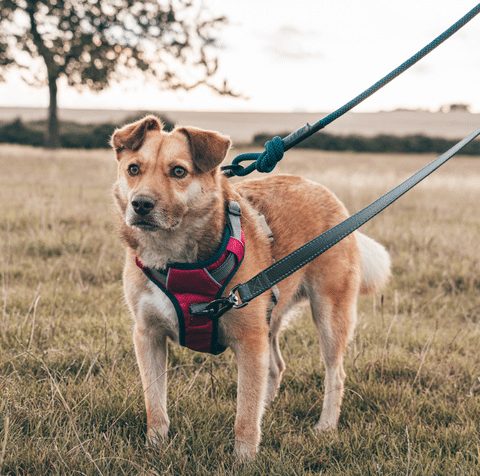 Why Use A Front Clip Dog Harness? Why Use A Front Clip Dog Harness?