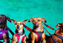 Are There Harnesses Designed For Dogs With Specific Breeds In Mind? are there harnesses designed for dogs with specific breeds in mind