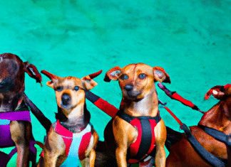 Are There Harnesses Designed For Dogs With Specific Breeds In Mind? are there harnesses designed for dogs with specific breeds in mind