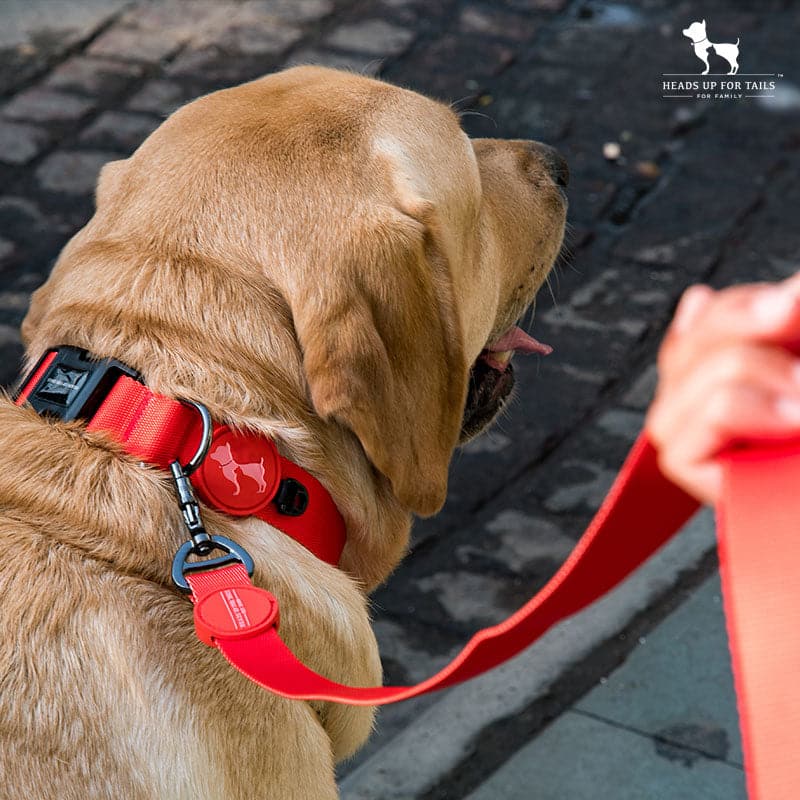 Can Harnesses Be Used For Dogs Who Pull A Lot?