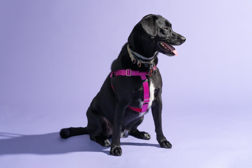 Can Harnesses Be Used For Dogs Who Pull A Lot?