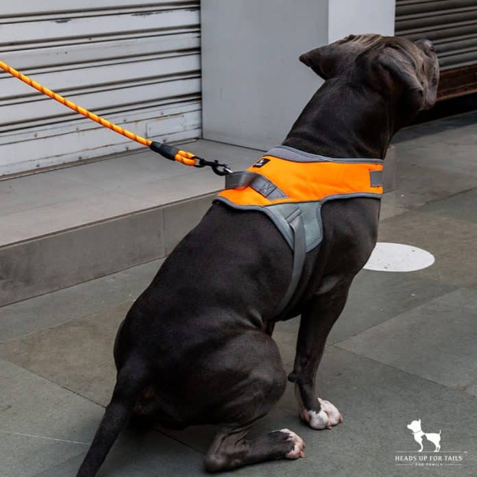 can harnesses be used for dogs who pull a lot 5