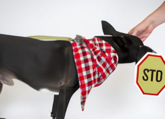 Can I Use A Harness For A Dog With A Medical Condition? can i use a harness for a dog with a medical condition