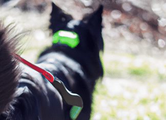 Can I Use A Harness For A Dog With A Thick Coat? can i use a harness for a dog with a thick coat