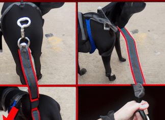 Can I Use A Harness On A Dog With A Tracheal Collapse? can i use a harness on a dog with a tracheal collapse