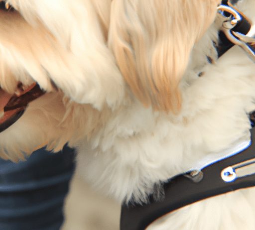 Can I Use A Harness On A Senior Dog? can i use a harness on a senior dog