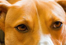 How Do I Stop Dog Barking? how do i stop dog barking