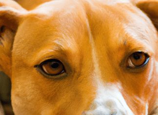 How Do I Stop Dog Barking? how do i stop dog barking