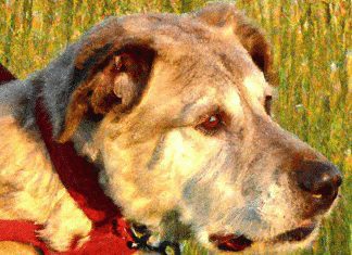 How Often Should I Replace My Dog’s Harness? how often should i replace my dogs harness 2