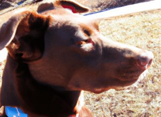 What Are Front-clip Harnesses Used For? what are front clip harnesses used for