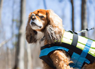 What Is A Harness Vest, And When Is It Appropriate To Use One? what is a harness vest and when is it appropriate to use one