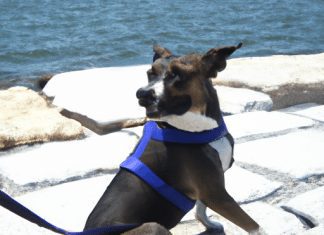 What Is A Harness With A Handle Used For? what is a harness with a handle used for