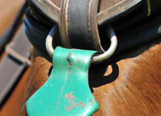 What Is The Difference Between A Harness And A Halter? what is the difference between a harness and a halter