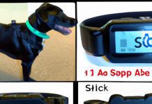 What Is The Difference Between A Shock Collar And A Bark Collar? what is the difference between a shock collar and a bark collar