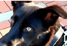 Can I Use A Harness For A Dog With A History Of Aggression? can i use a harness for a dog with a history of aggression