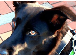 Can I Use A Harness For A Dog With A History Of Aggression? can i use a harness for a dog with a history of aggression