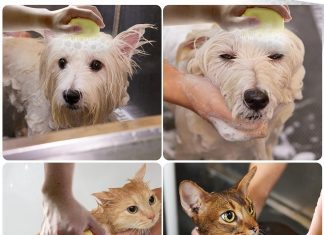 Dog Bath Brush Review dog bath brush review