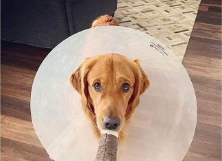 Nestpark Doggy Doobie Toy Review nestpark doggy doobie toy review