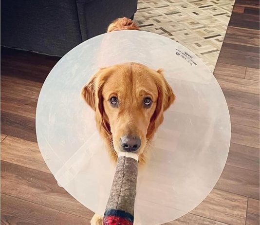 Nestpark Doggy Doobie Toy Review nestpark doggy doobie toy review