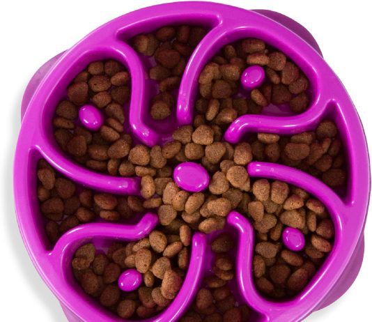 Outward Hound Fun Feeder Slo Bowl Review outward hound fun feeder slo bowl review