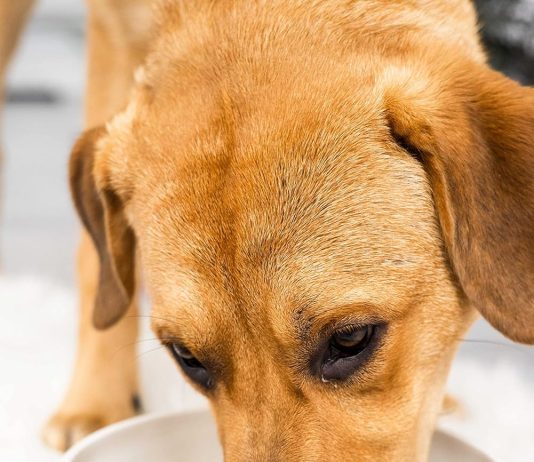 Ceramic Dog Treat Jar Review ceramic dog treat jar review