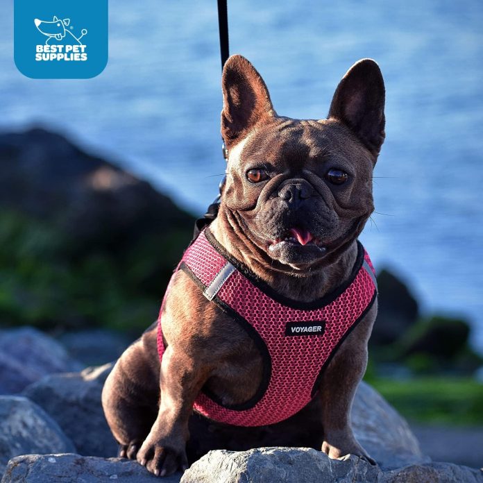 comparing 5 top pet products training guides dog harnesses and leashes