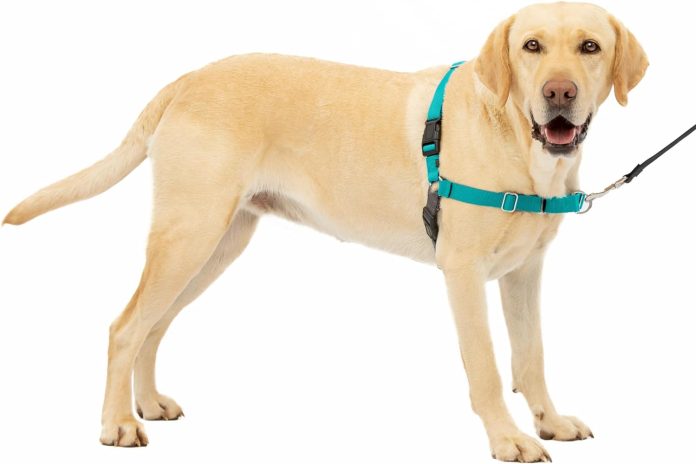 comparing 5 top petsafe dog harnesses leashes
