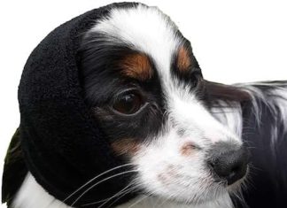 Happy Hoodie Calming Band Review happy hoodie the original calming band for dogs cats for anxiety relief noise canceling for fireworks thunderstorms pet 1 2