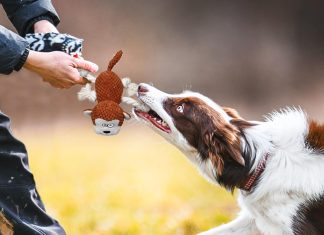 IOKHEIRA Dog Plush Toy Review iokheira dog plush toy for large aggressive chewersindestructible dog squeaky toysstuffed animals toys with cotton mater 3