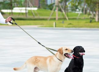 iYoShop Dual Dog Leash Review iyoshop dual dog leash double dog leash 360 swivel no tangle walking leash shock absorbing bungee for two dogs black lar 4