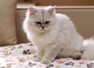 Luciphia Pet Blanket Review luciphia 1 pack 3 blankets super soft fluffy premium fleece pet blanket flannel throw for dog puppy cat paw brownpinkwhi 4