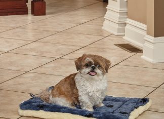 MidWest Homes for Pets Reversible Paw Print Pet Bed Review midwest homes for pets reversible paw print pet bed in blue white dog bed measures 17l x 11w x 15h for tiny dog breed ma 4