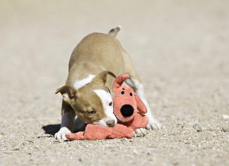 Multipet’s Loofa Jumbo Dog Toy Review multipets original loofa jumbo dog toy in assorted colors 24 inch 3