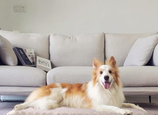 Extra Large Dog Bed XL Orthopedic Dog Bed Review extra large dog bed xl orthopedic dog bed big dog bed with removable waterproof cover and machine washable dog bed egg c 1